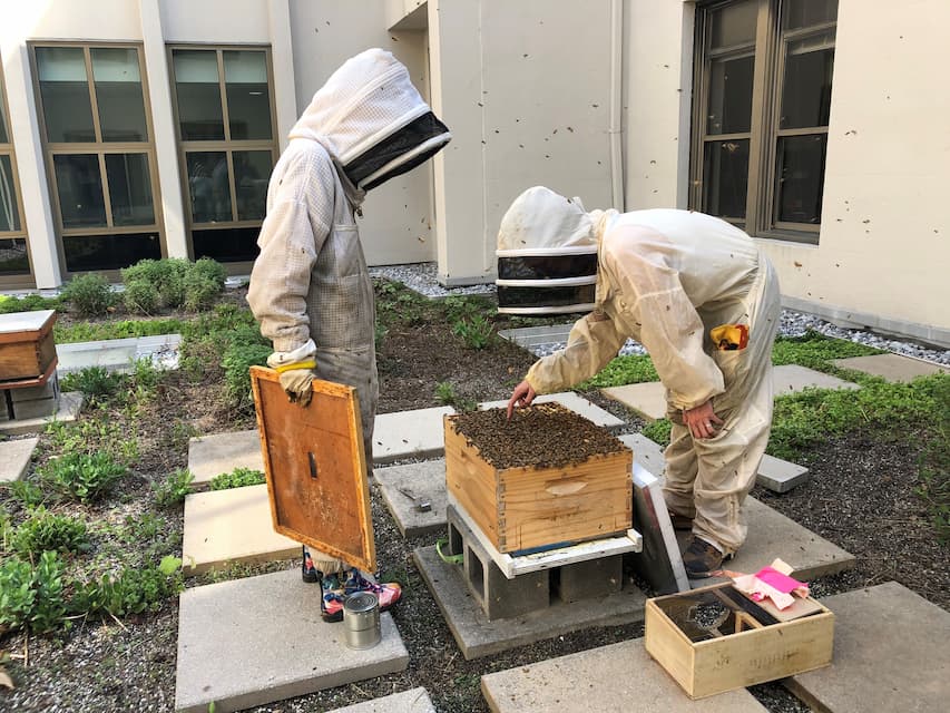 Two American University students wearing bee suits on the Mary Graydon Center's green roof, observing a beehive.