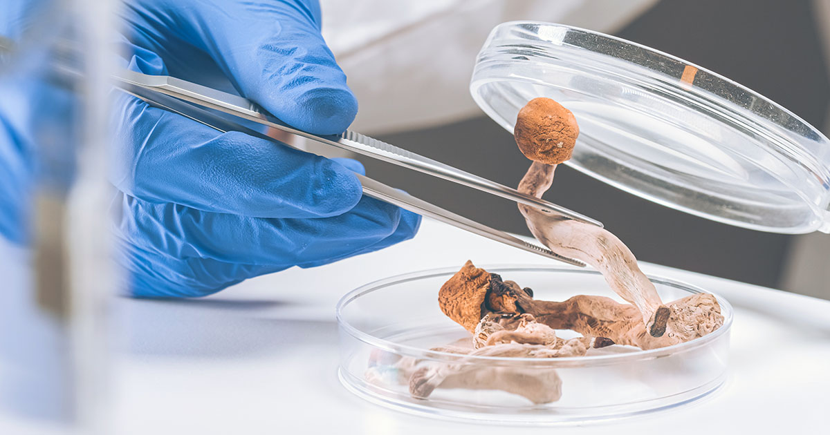 Technician with blue gloves handles mushroom with tweezers