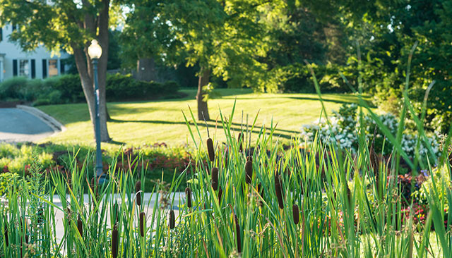 Plants on campus