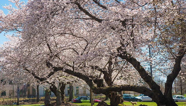 Cherry trees on campus