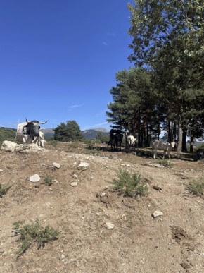 Cows in Cercedilla