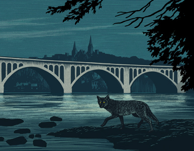 coyote lurking around the Key Bridge in DC