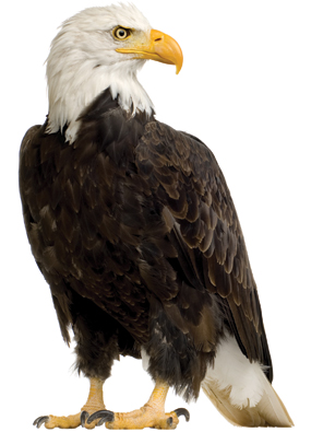 A bald eagle