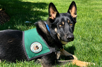 Rockford the dog wearing a guide dog vest and laying on grass