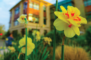 yellow flowers in front of the SIS building