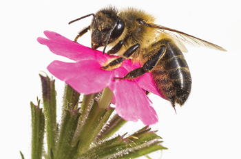 Bee pollinates a flower