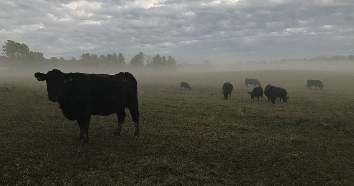 Cattle on the farm at Airlie.