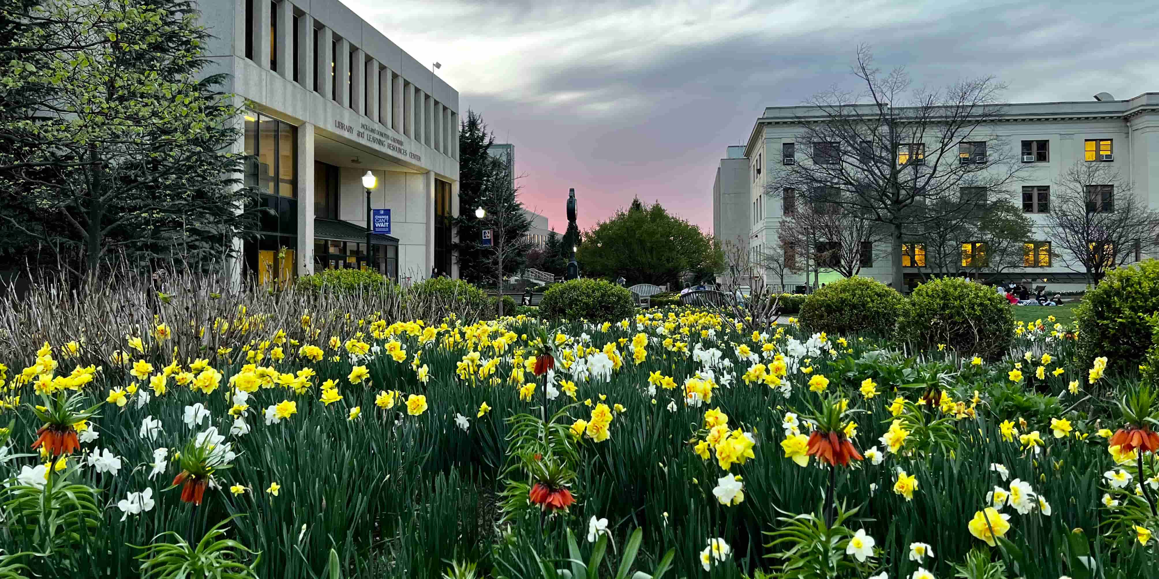 Flower bed in the SIS Ellipse