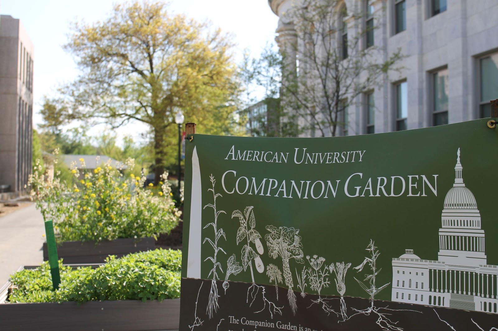 The companion garden located in between McKinley and the Library