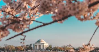 Cherry blossoms surround the Jefferson Memorial in DC