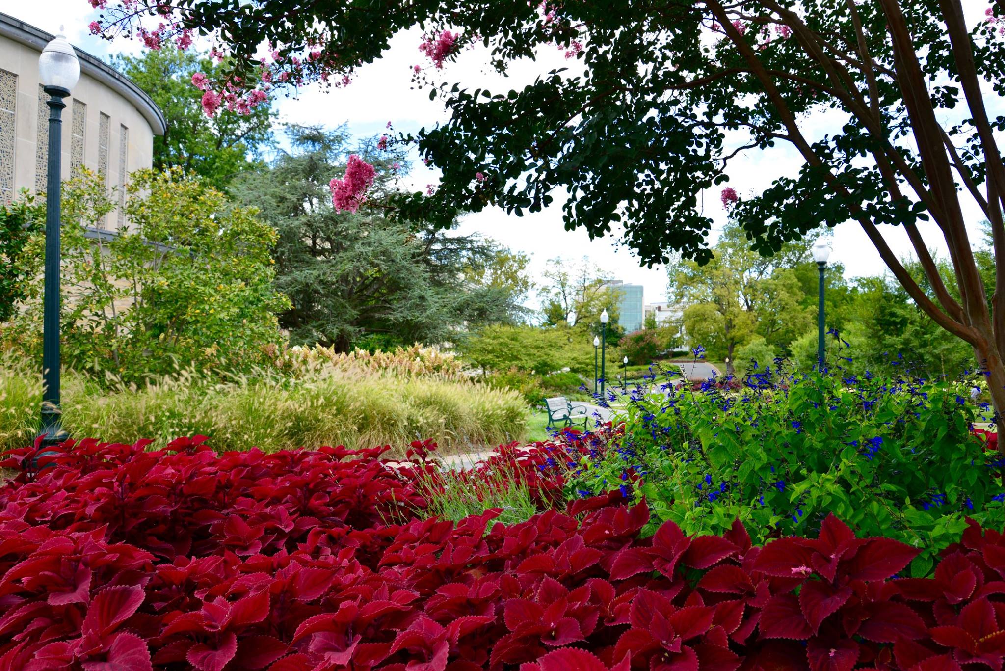 Flowers early fall