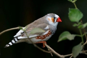 A zebra finch perched.