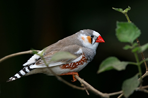 zebra finch